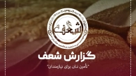 گزارش تهیه نان
