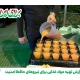 گزارش تصویری از تهیه و توزیع مواد غذایی بین نیروهای امدادگر و حافظ امنیت