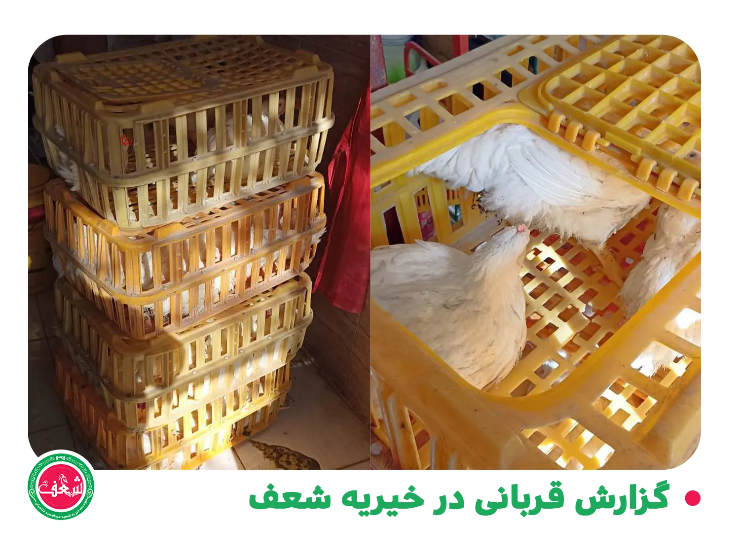 گزارش قربانی در خیریه شعف