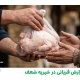 گزارش قربانی در خیریه شعف - 08 تیر 1405